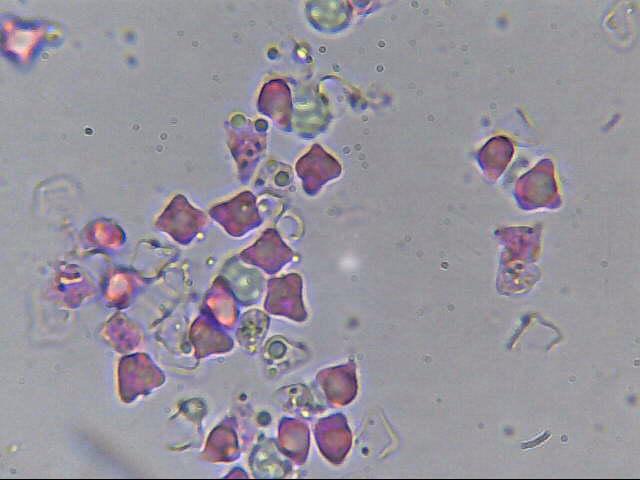 Altino con gli amici delle Marche